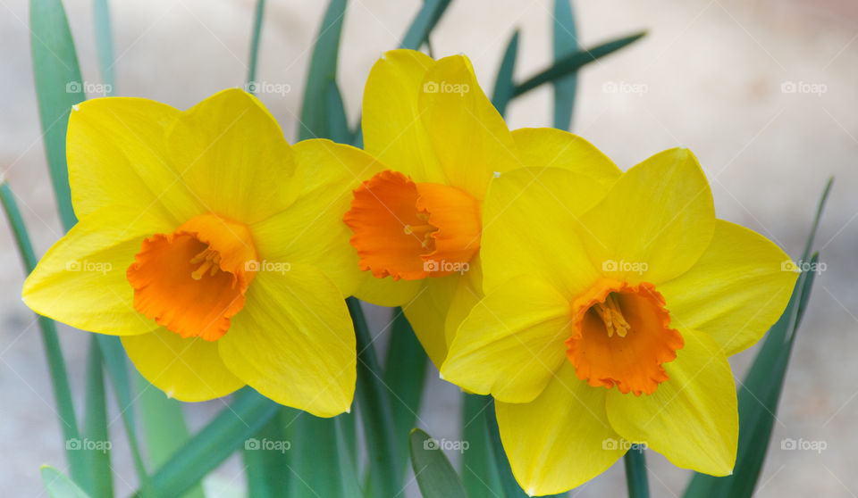 yellow orange daffodils