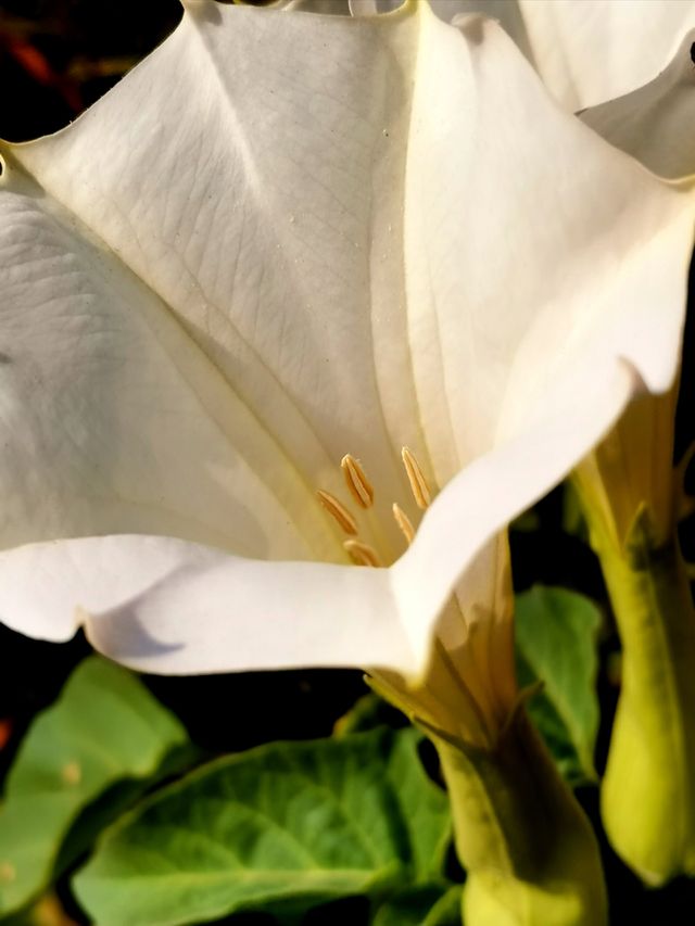Pretty flower