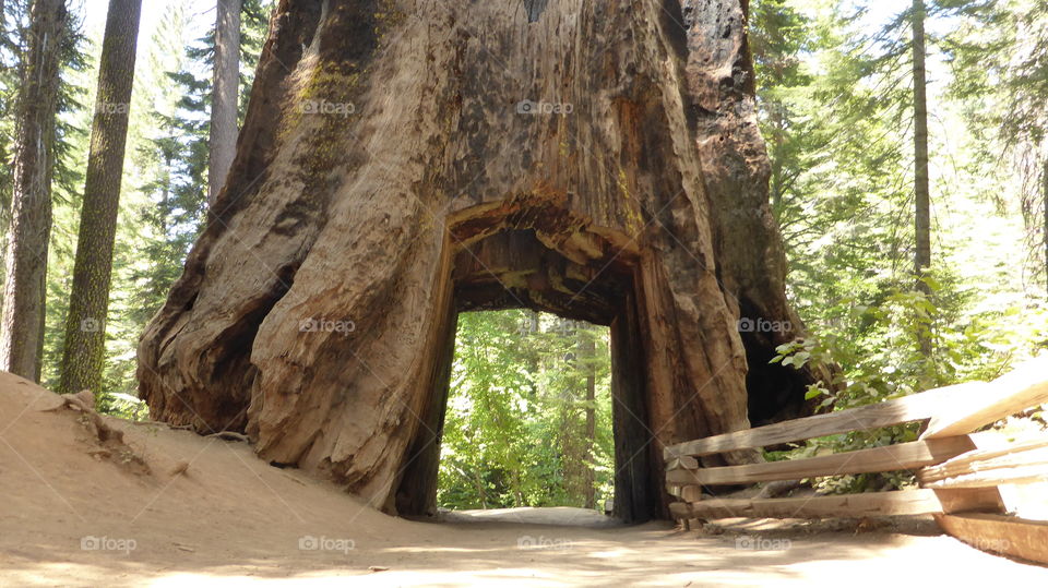 Big Redwood in the woods