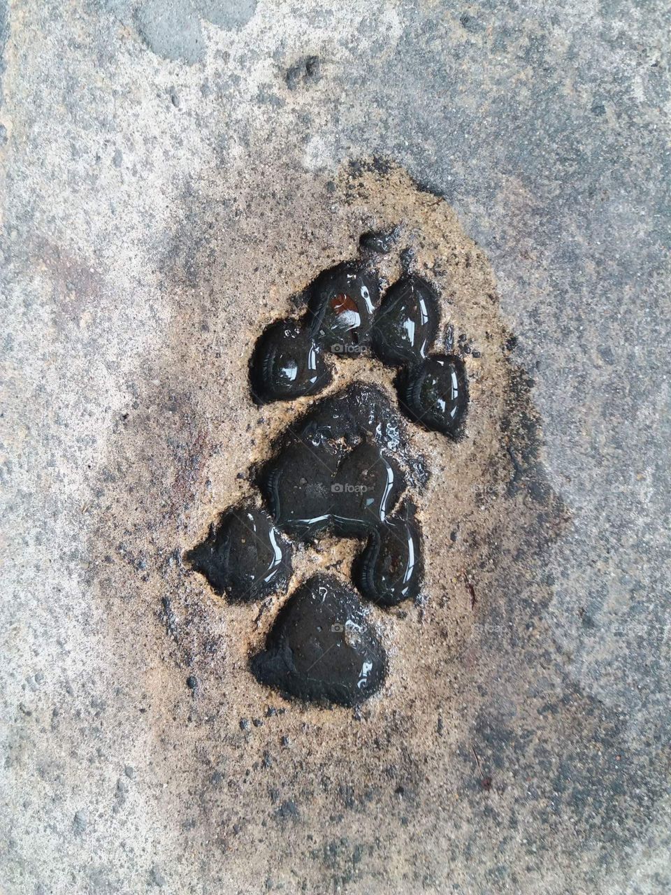 Flooding in the Dogs' footprint on the concrete way