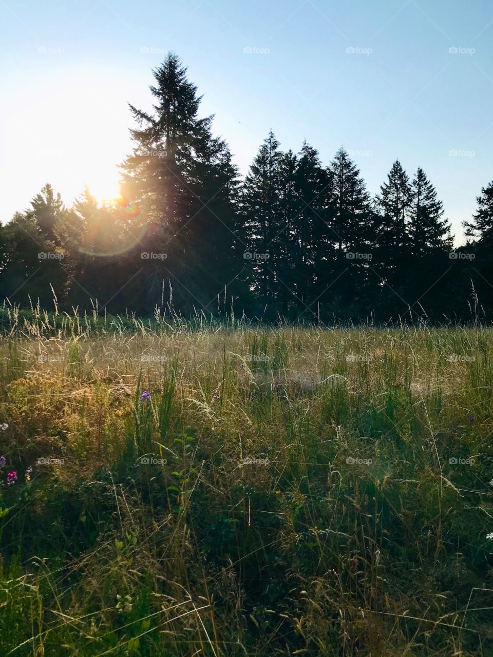 Dorena, Oregon. Took this one because there was a massive spider web, can you see it?