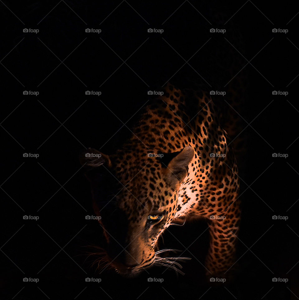Leopard