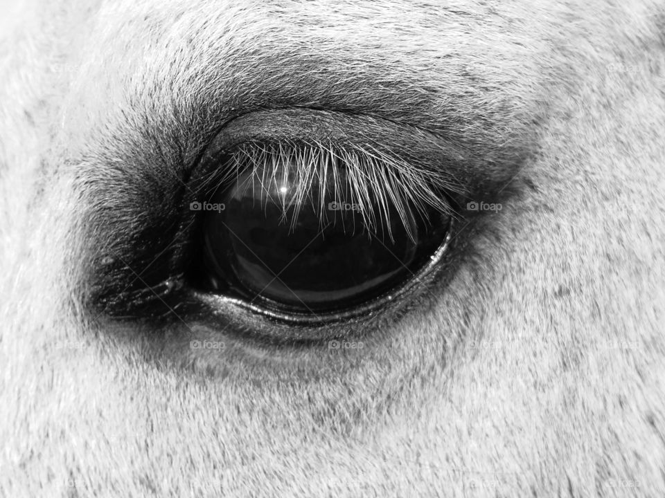 Eye of a gray horse close up in black and white