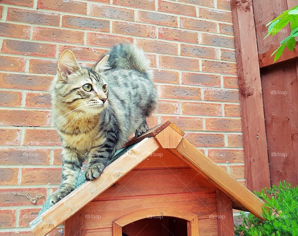 YOUNG MAINECOON TABBY CAT STANDING ON OUTDOOR CAT HOUSE.