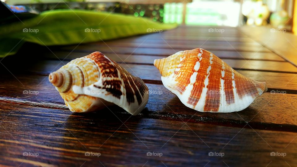 seashell, Souvenir, Muschel