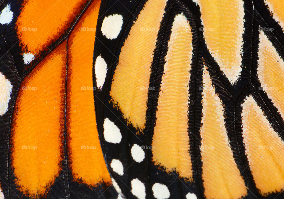 Monarch butterfly wing close up 