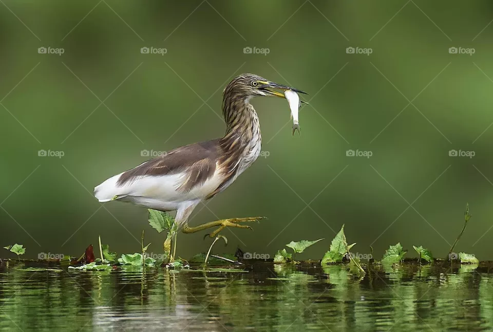 Mealtime