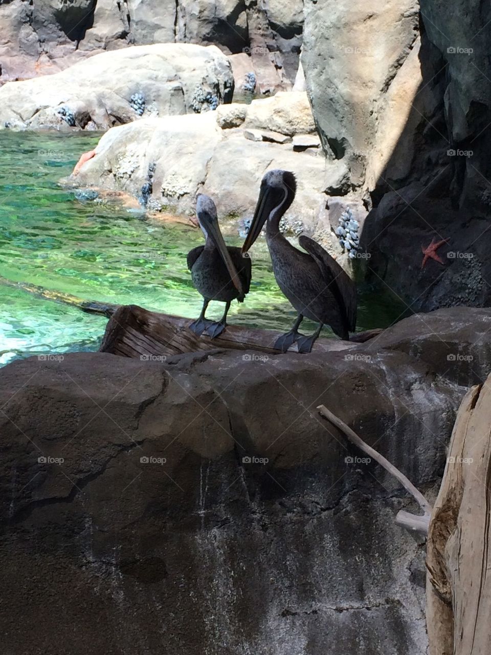 Pelicans Chatting