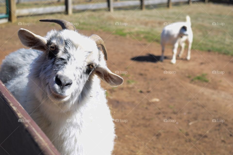 Portrait of a goat