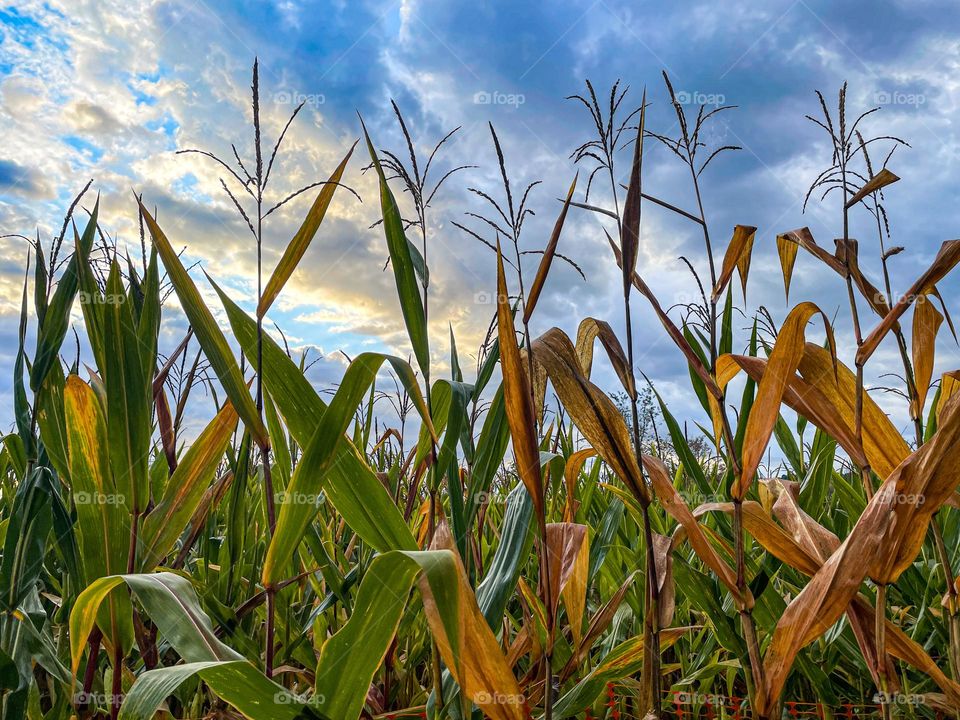 Harvest Time.  Corn stalks reach to the heavens during a sunrise.