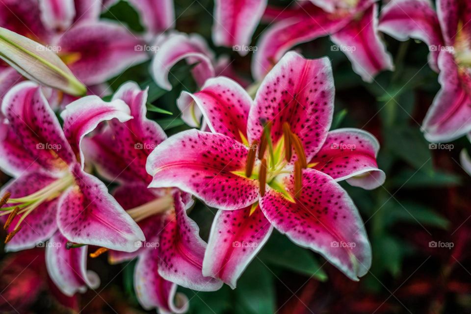 Beautiful pink lilies in bloom