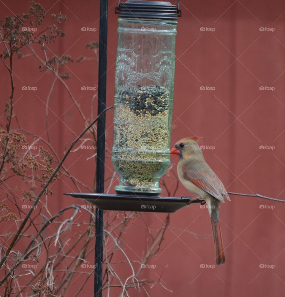 female cardinal