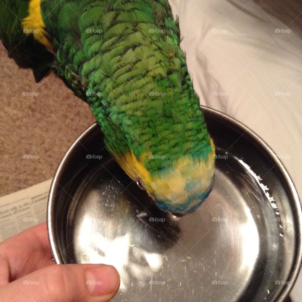 Green parrot drinking water