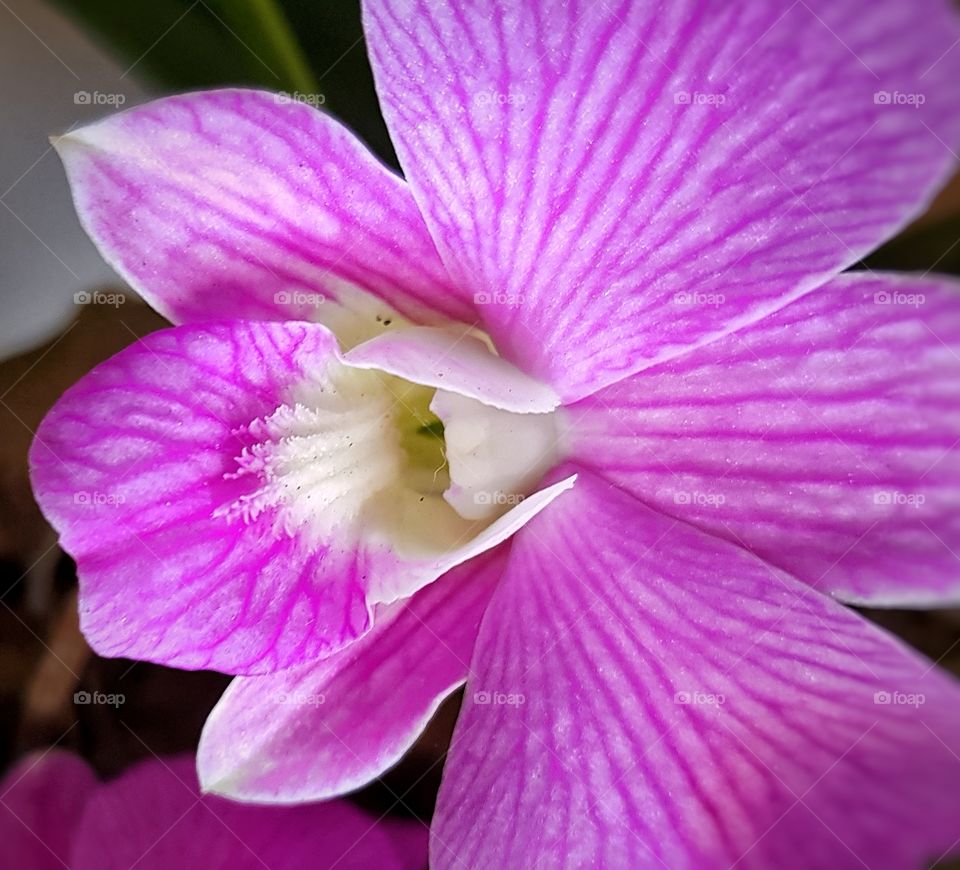 Closeup Rose Orchid  - Phalaenopsis  Hybridus