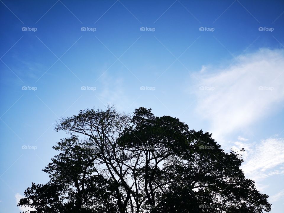 Big tree branches with blue sky.