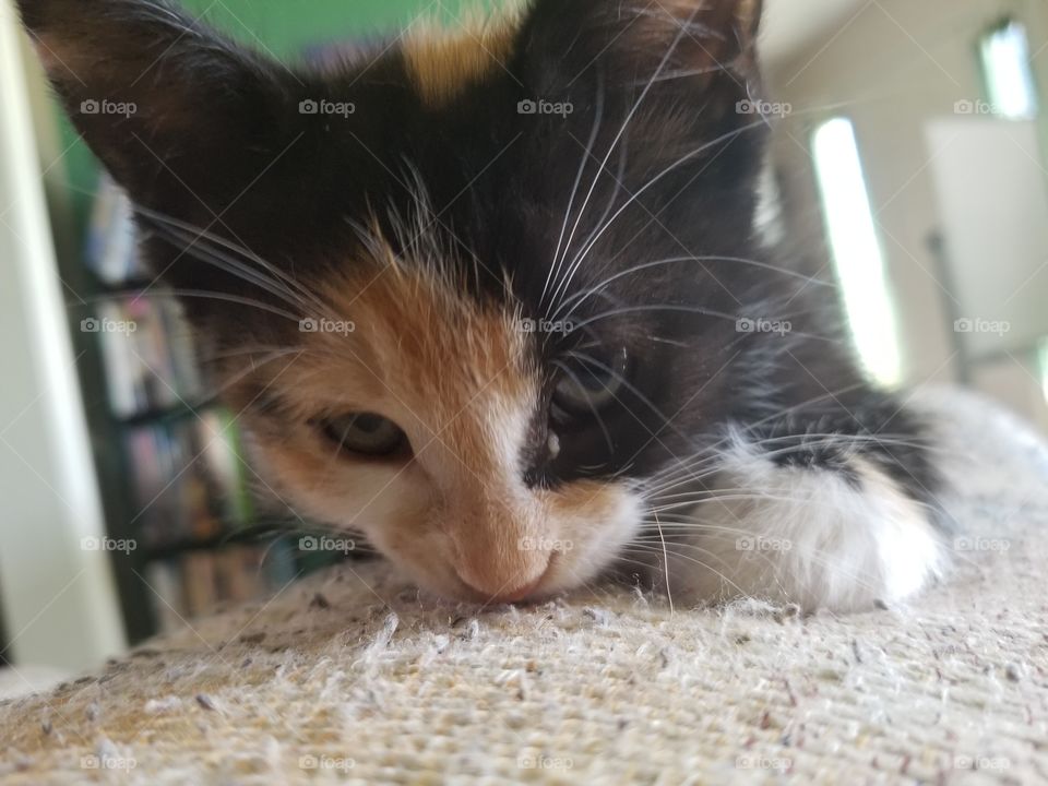 Calico Kitten on couch with one paw in front of her. Slight eye goop (fixed after photo.
