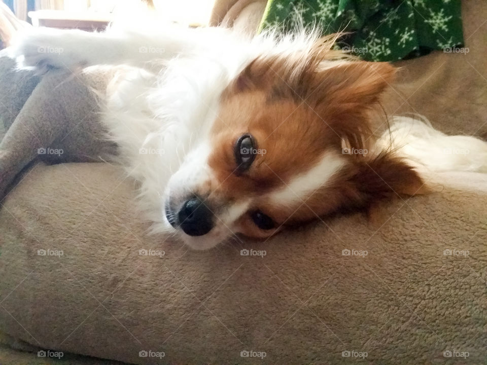 Lazy Papillion