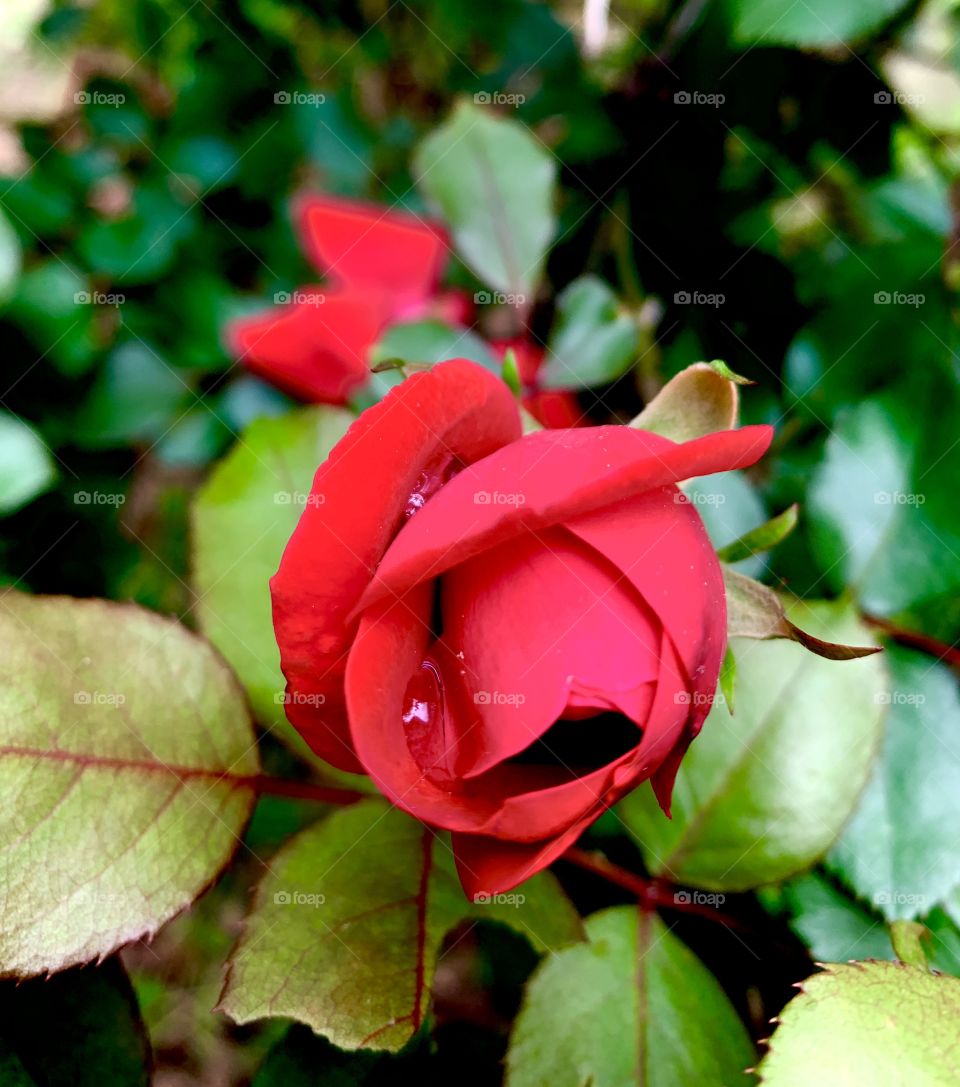 A red rose with a water droplet