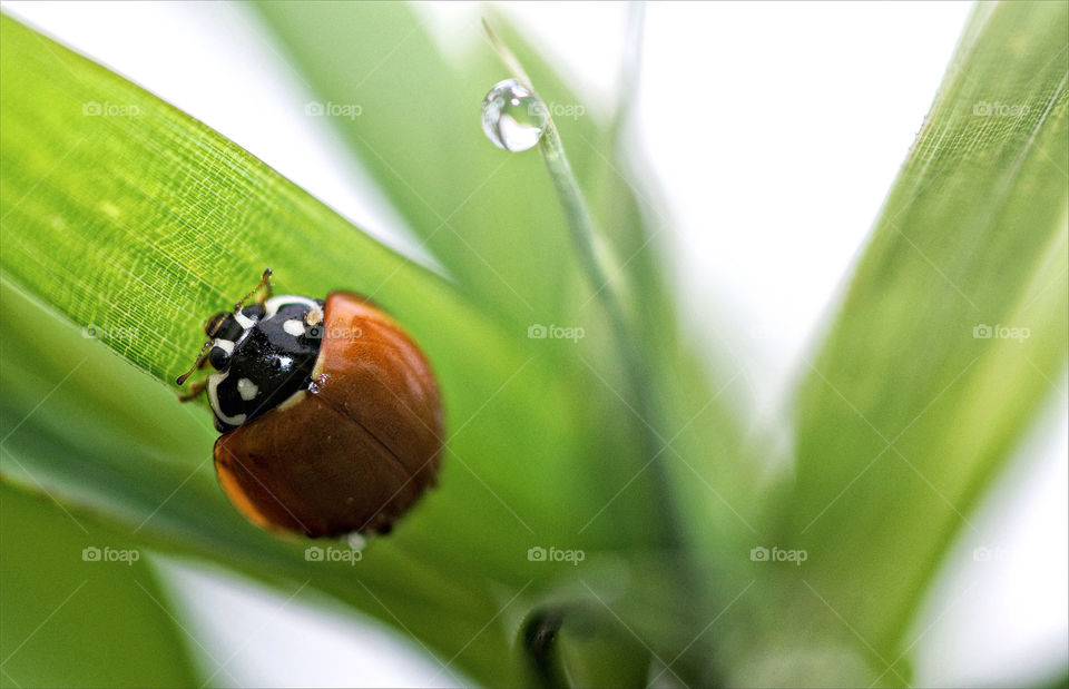 insect drops close up ladybug by resnikoffdavid