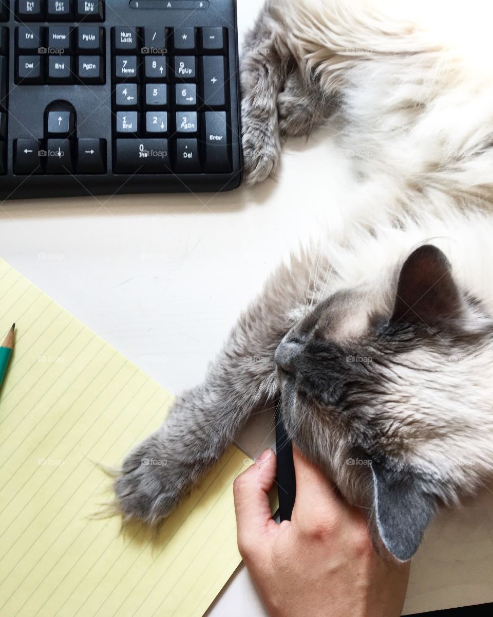 Cat on a work desk, asleep. 