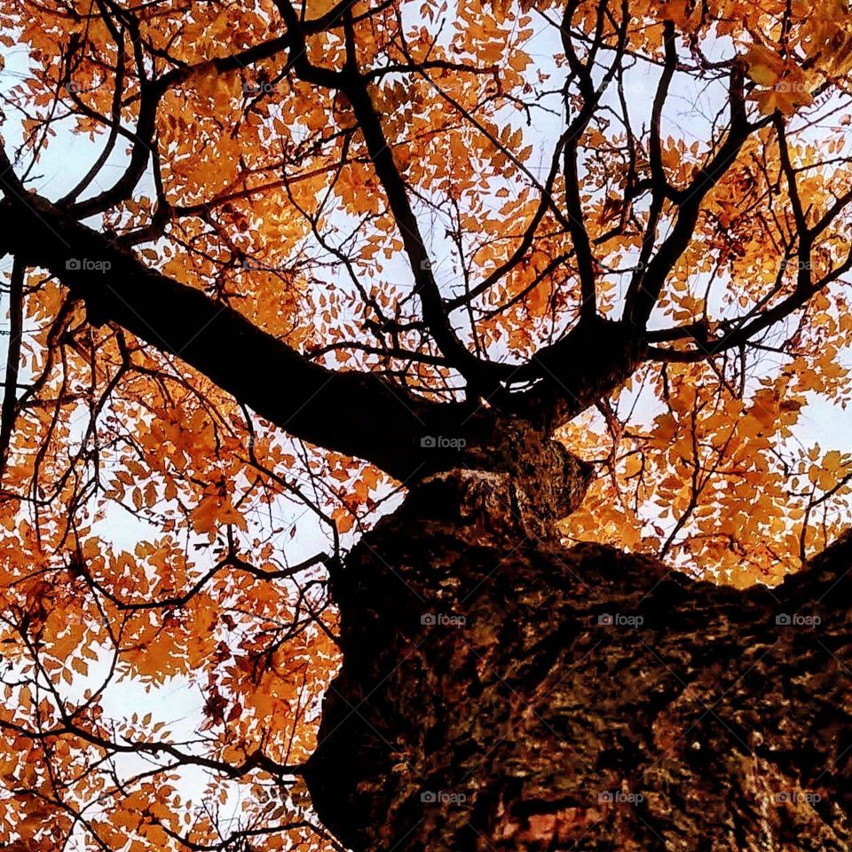 tree photographed from below