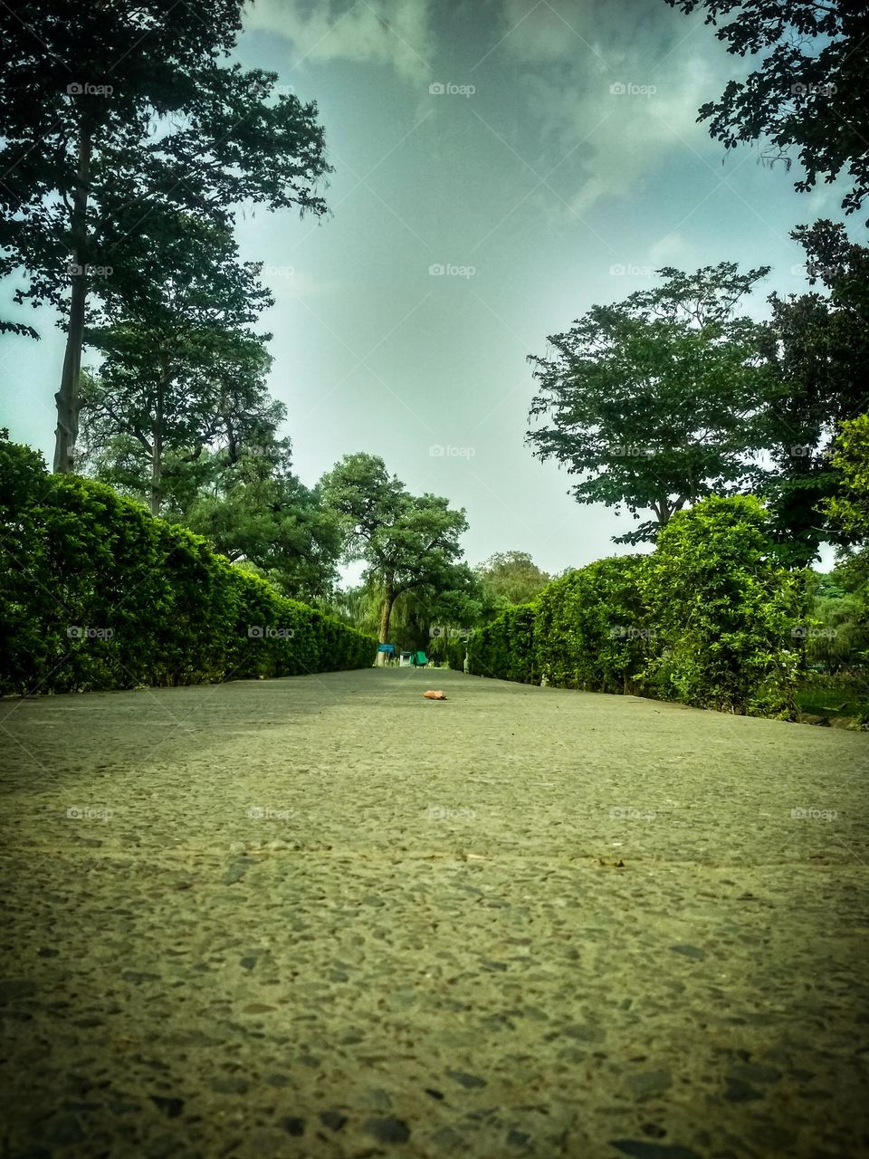 a way to the story. beautiful garden picture