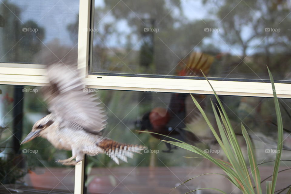 Kookaburra taking flight after being startled