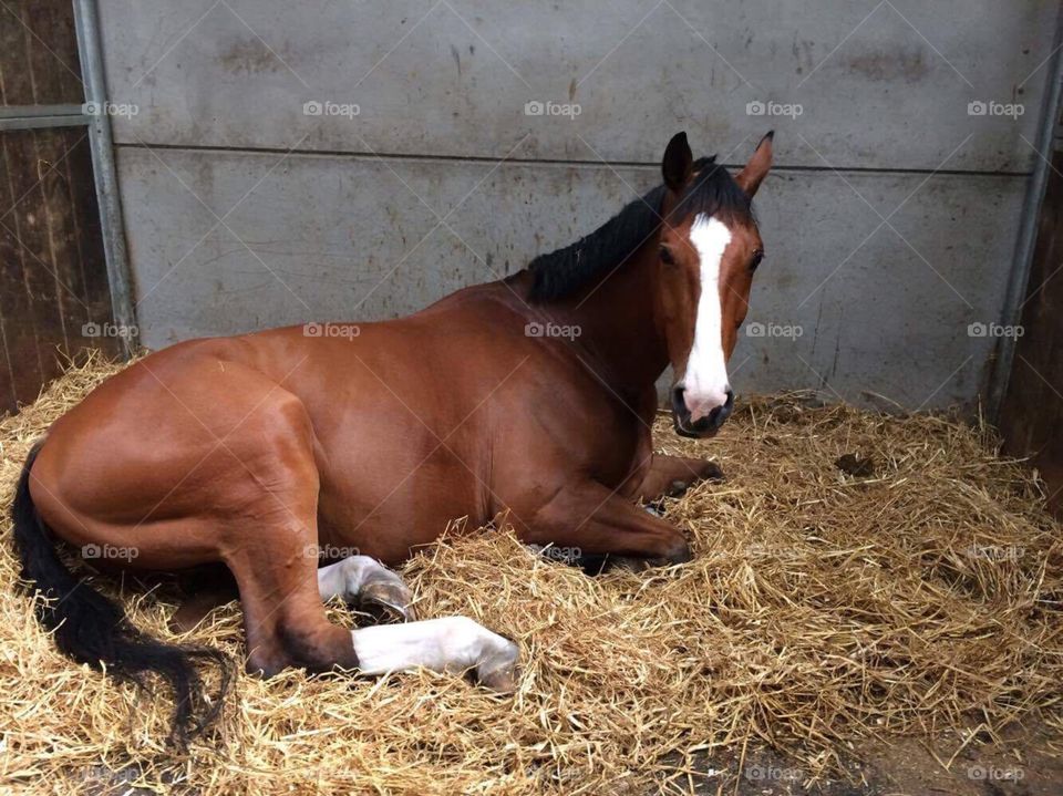 Resting horse