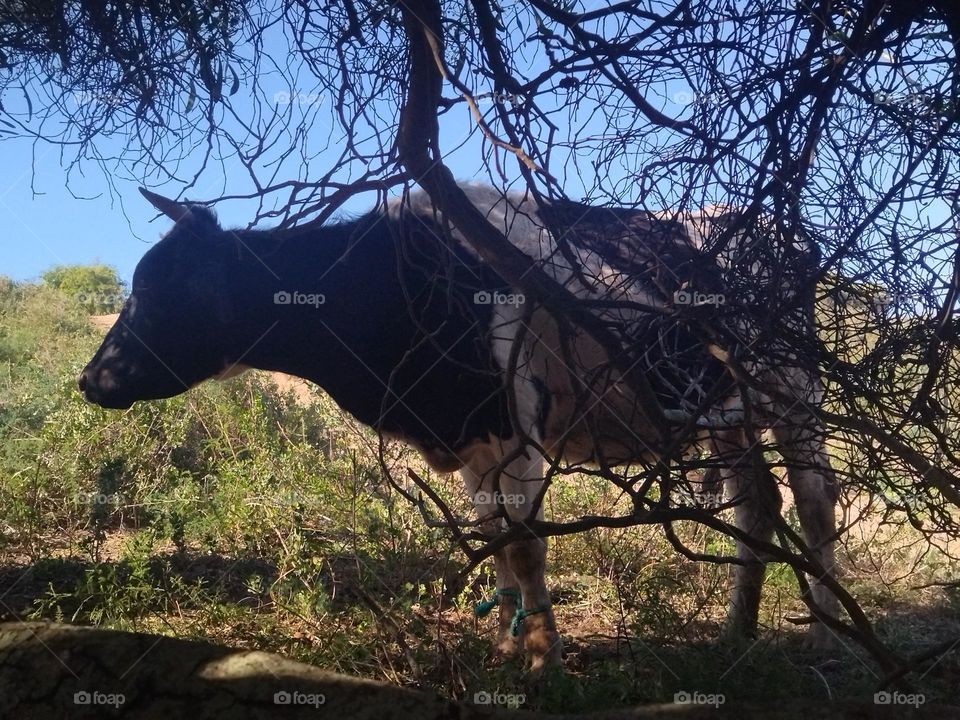 Cow and tree