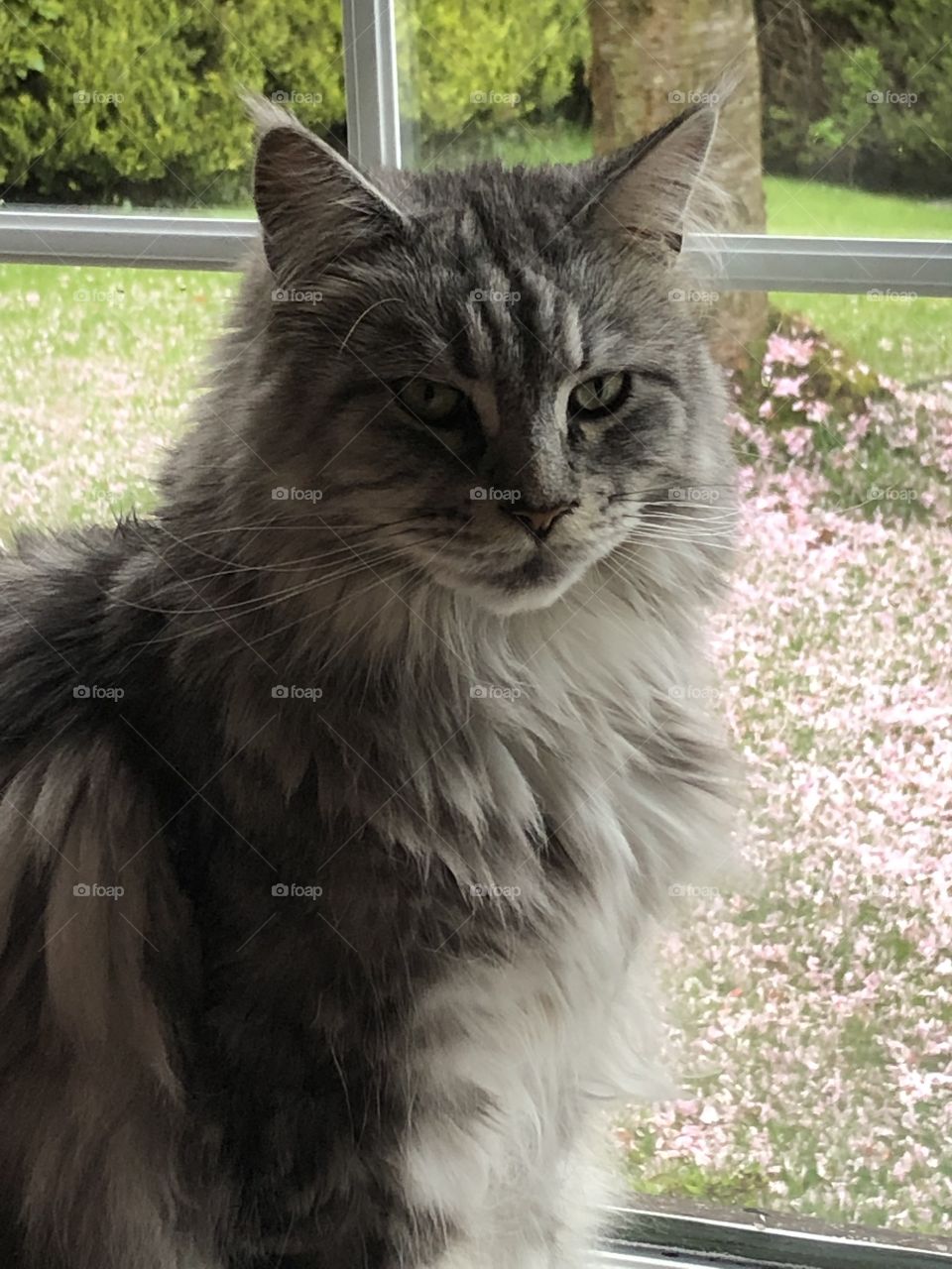 Silver tabby Maine coon