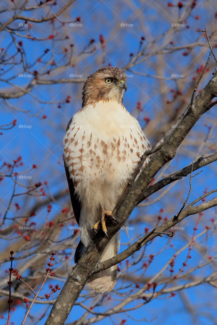 red-tailed hawk