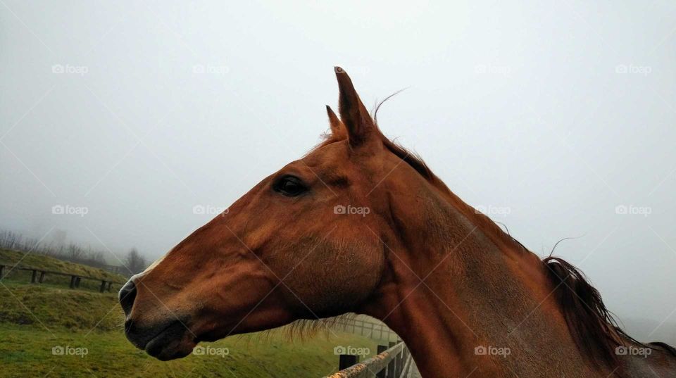Chestnut mare. Ex-racehorse.  Head shot.