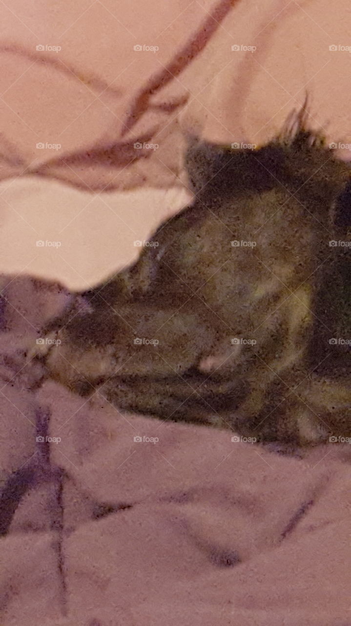sleeping dog