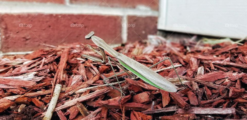 Praying Mantis