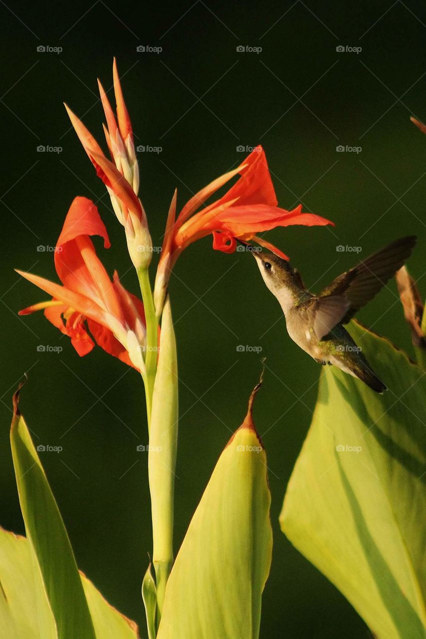 Tasty. A  humming bird drinking nectar