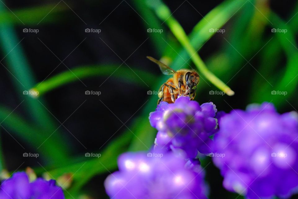 bee