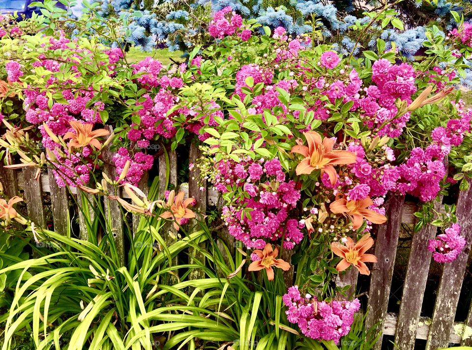Front garden, Cape Cod 