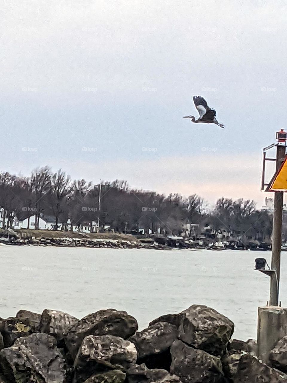 Bird in flight over the lake 💦