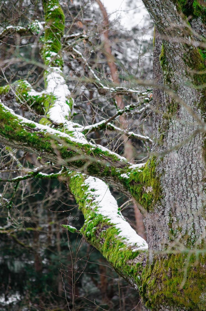 Snowy Mossy Tree