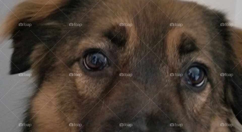 dog eyes