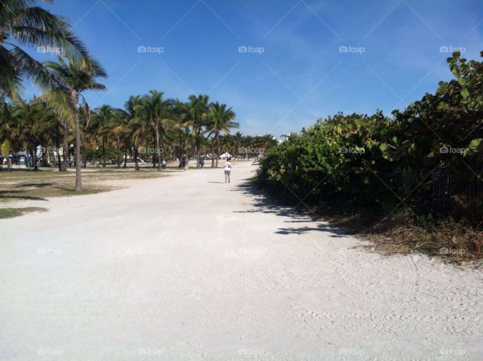 beach path resort palms by michaella