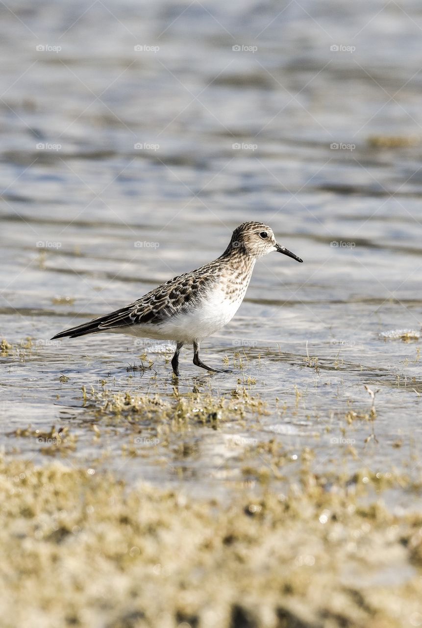 Sandpiper 
