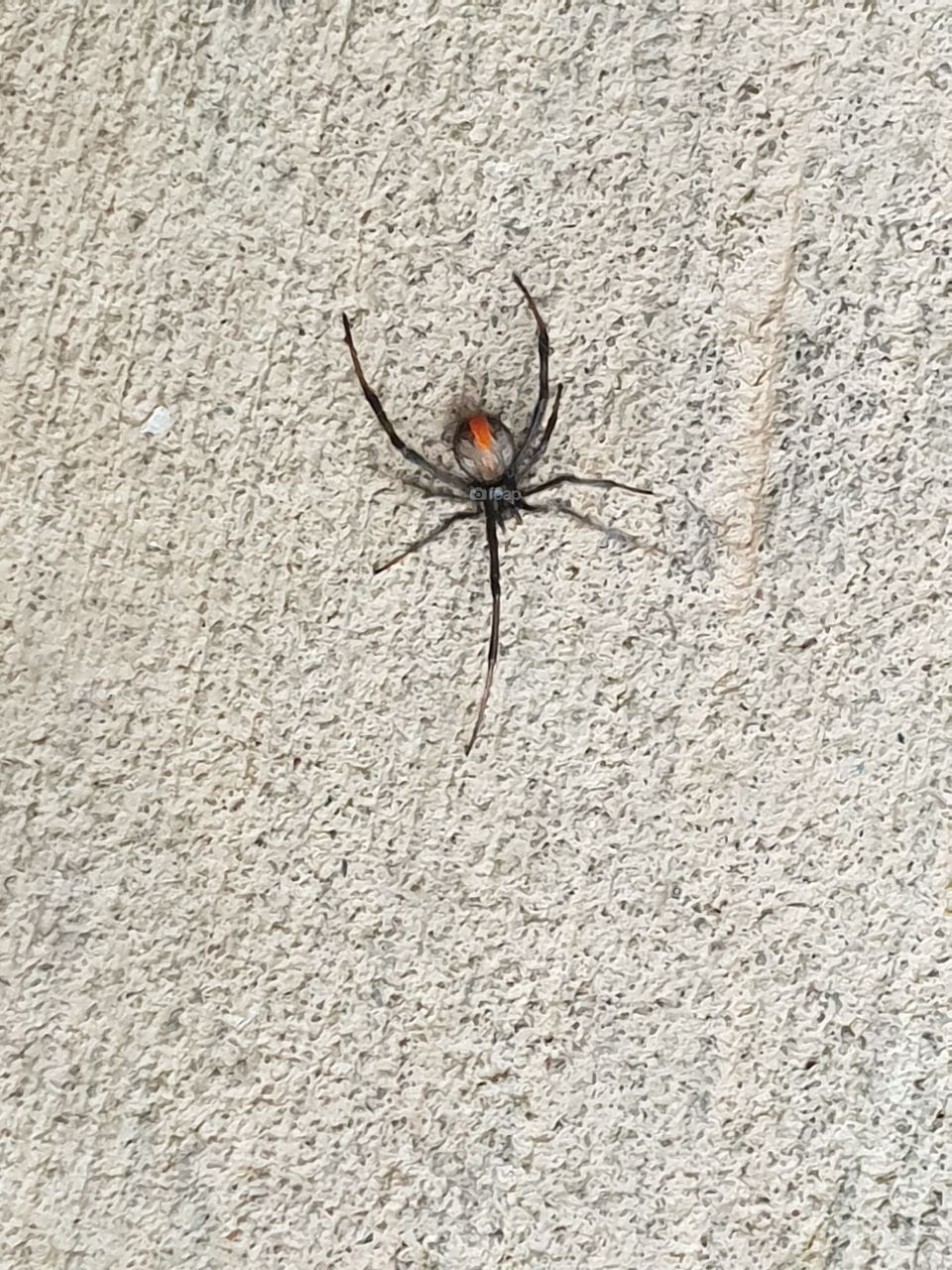 redback spider on the prowl