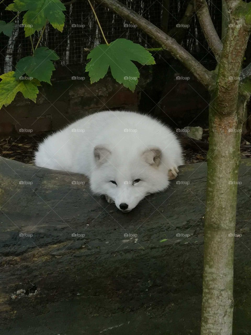White fox just open his eyes