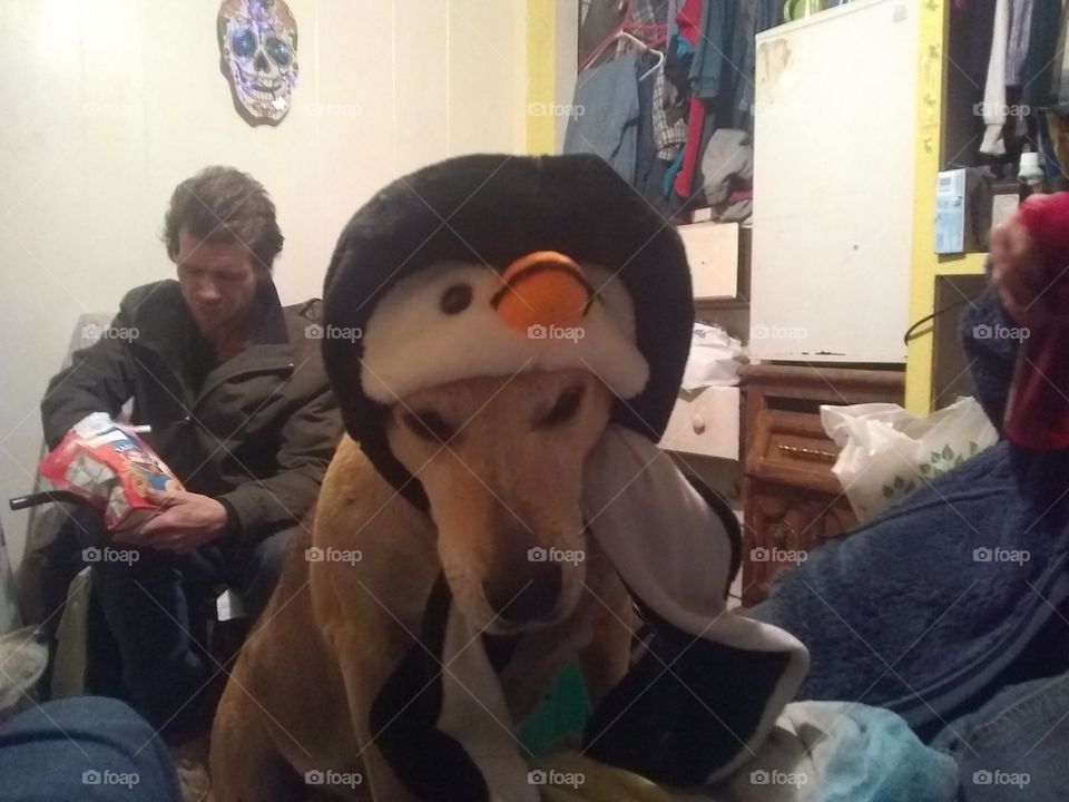 My dog Penelope's wearing penquin scarf at Halloween.