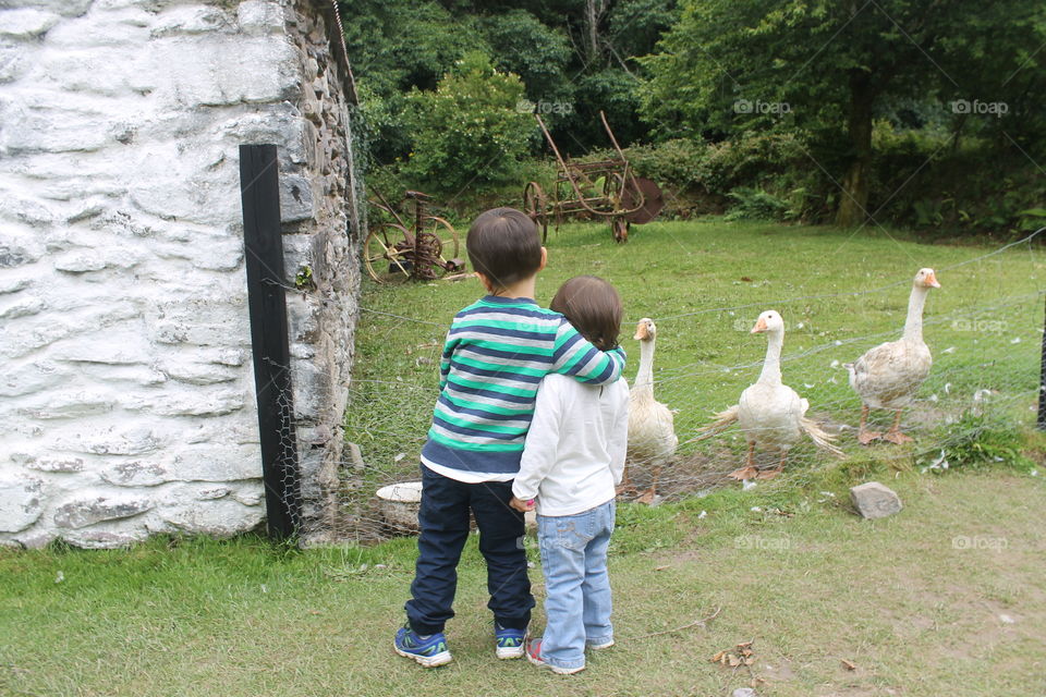 Two toddlers looking at geese