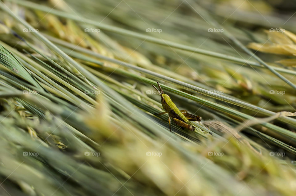 Grasshopper in the grass