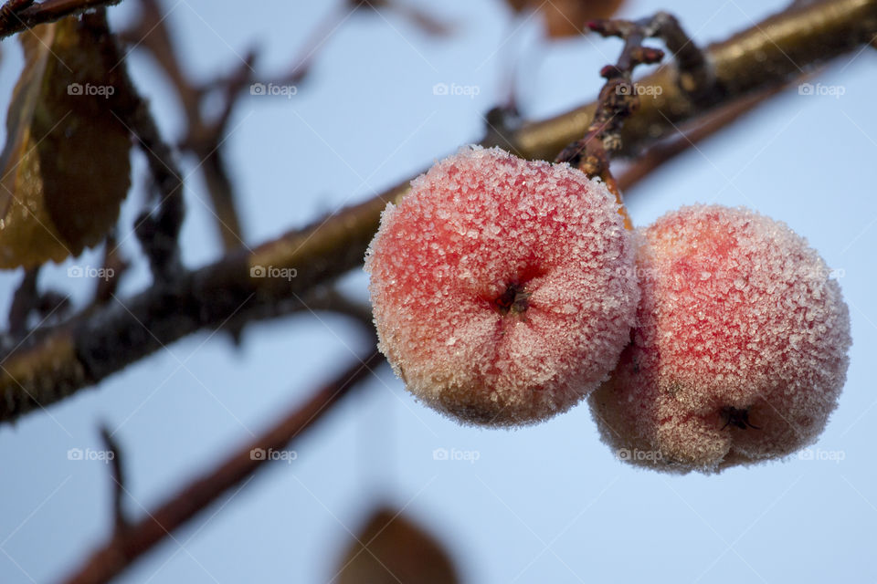 Red apples with frost