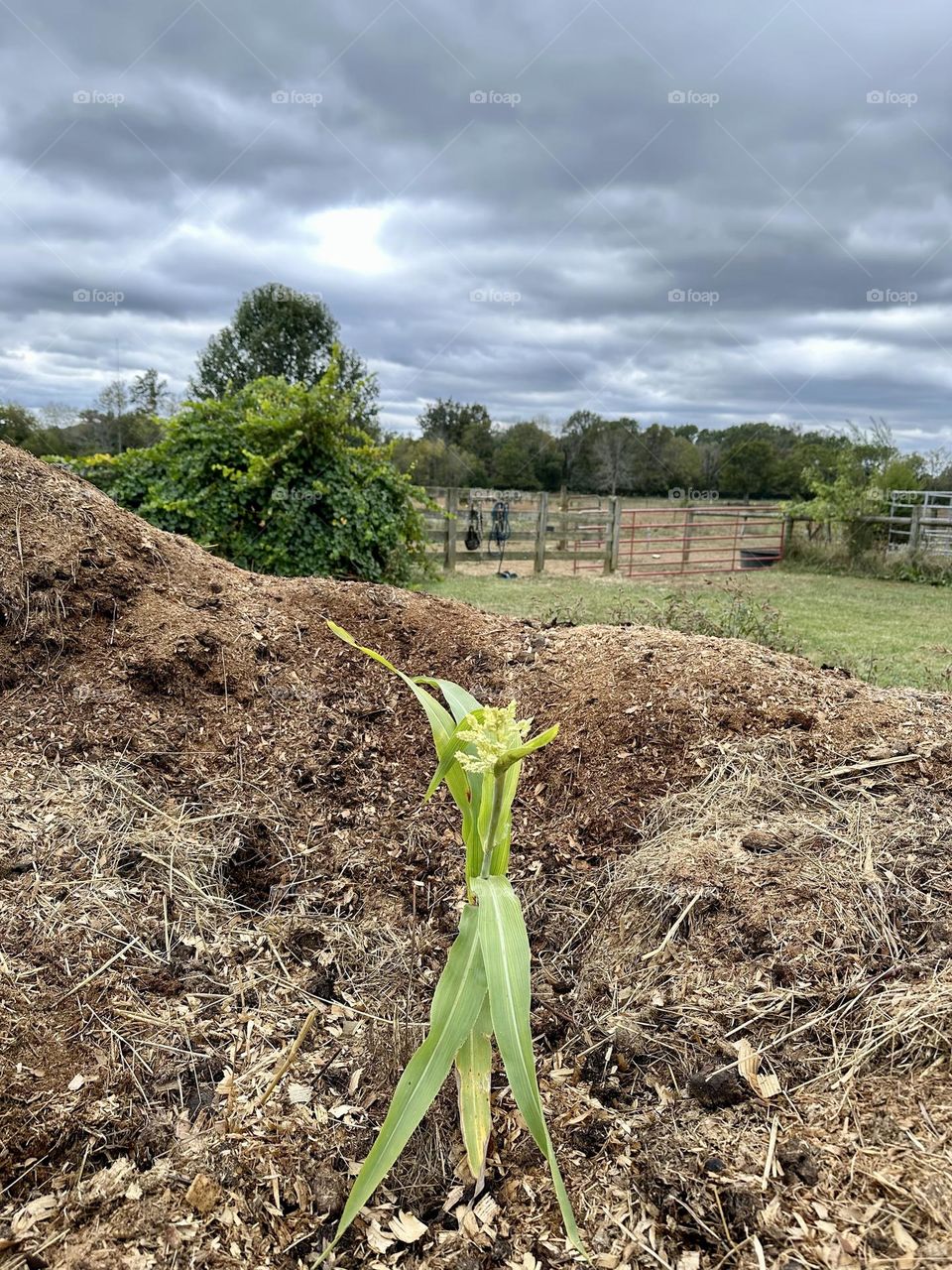 Cloudy Fall Sky behind sorghum millet plant growing out of muck heap on a farm one October afternoon.