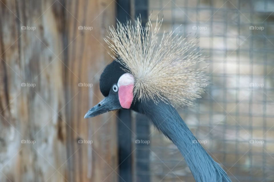Beautiful Crowned Crane